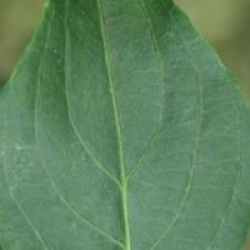 Cornus kousa 'Madame Butterfly' - Cornouiller Madame Butterfly