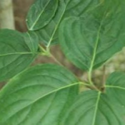 Cornus kousa 'Madame Butterfly'