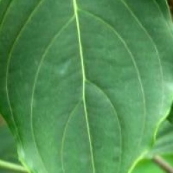 Cornus kousa 'Milky Way'