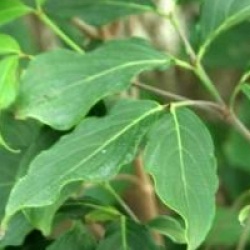Cornus kousa 'Milky Way'