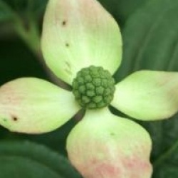 Cornus kousa 'Satomi'