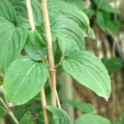 Cornus kousa 'Satomi'