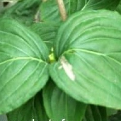 Cornus kousa 'Satomi'