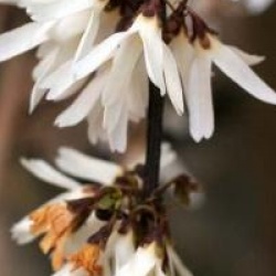 Abeliophyllum distichum - Forsythia blanc