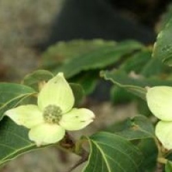 Cornus kousa 'Wieting's Select'