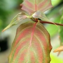 Cornus kousa 'Wieting's Select'