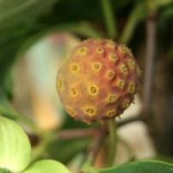 Cornus kousa 'Wieting's Select'