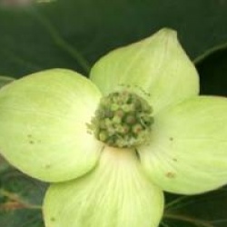Cornus kousa 'Wieting's Select'