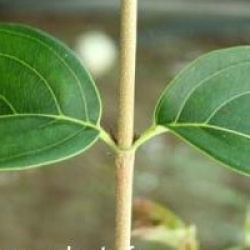 Cornus kousa 'Weisse Font�ne'  - Cornus kousa 'Weisse Font�ne' 