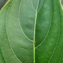 Cornus kousa 'Weisse Font�ne' 