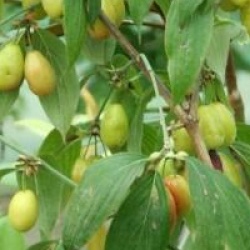 Cornus mas 'Kasanlak'