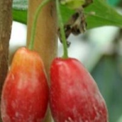 Cornus mas 'Kasanlak'
