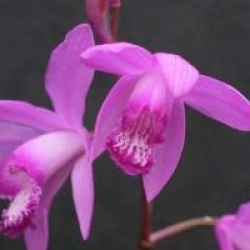 Bletilla striata - Orchid�e terrestre