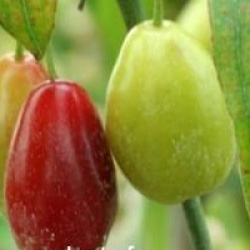 Cornus mas 'Kasanlak'