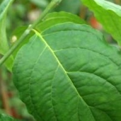 Cornus nuttallii 'Ascona'