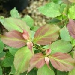 Cornus pumila