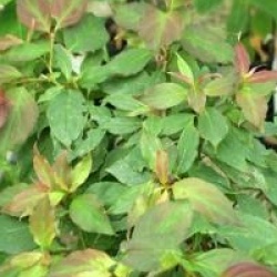 Cornus pumila - Cornouiller nain