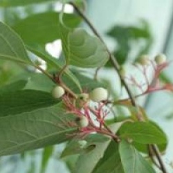 Cornus racemosa 