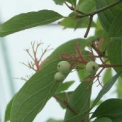 Cornus racemosa 