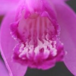 Bletilla striata