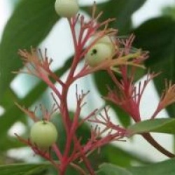 Cornus racemosa 