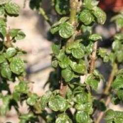 Cornus sanguinea 'Compressa'