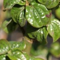 Cornus sanguinea 'Compressa'