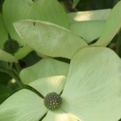 Cornus Venus � 'Kn30-8' cov