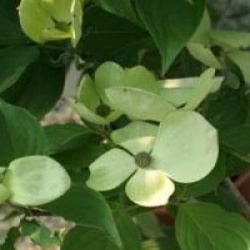 Cornus Venus � 'Kn30-8' cov