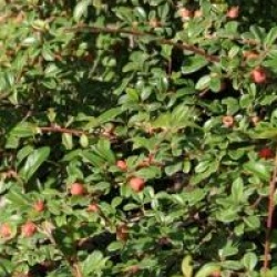 Cotoneaster x suecicus 'Skogholm' - Cotoneaster Skogholm