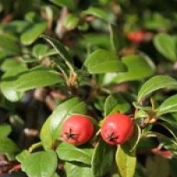 Cotoneaster x suecicus 'Skogholm'