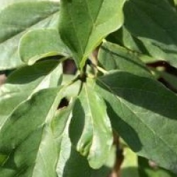 Maclura tricuspidata 