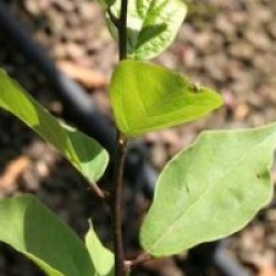 Maclura tricuspidata 
