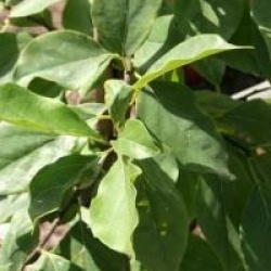 Maclura tricuspidata 