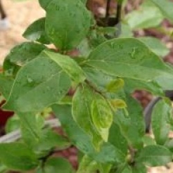 Maclura tricuspidata 