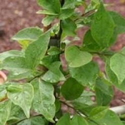 Maclura tricuspidata 