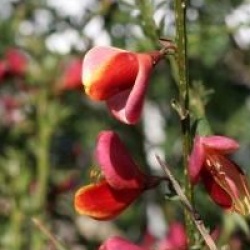 Cytisus 'Burkwoodii'