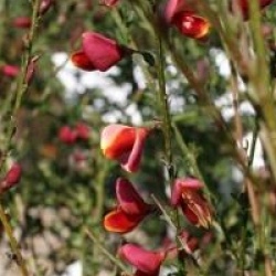 Cytisus 'Burkwoodii'