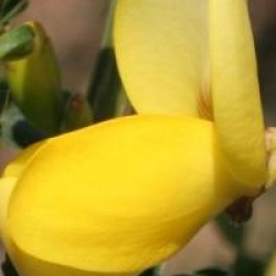 Cytisus 'Luna'