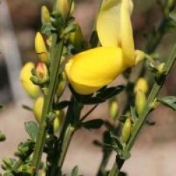 Cytisus 'Luna'