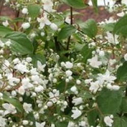 Deutzia gracilis