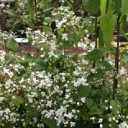Deutzia gracilis