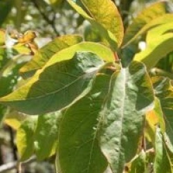 Diospyros virginiana  - Plaqueminier de Virginie
