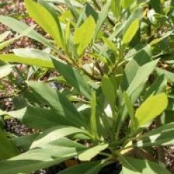 Edgeworthia chrysantha