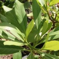Edgeworthia chrysantha