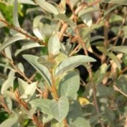 Elaeagnus commutata 'Zempin'