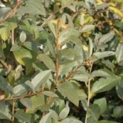 Elaeagnus commutata 'Zempin'