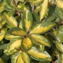 Elaeagnus x ebbingei 'Limelight'