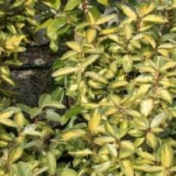 Elaeagnus x ebbingei 'Limelight'