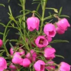 Boronia serrulata